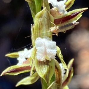 Prasophyllum australe at Vincentia, NSW - suppressed