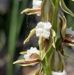 Prasophyllum australe at Vincentia, NSW - suppressed