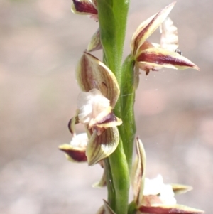 Prasophyllum australe at Vincentia, NSW - suppressed