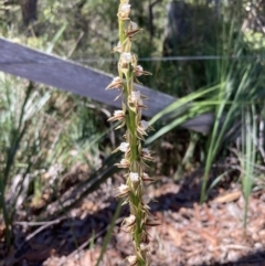 Prasophyllum australe at Vincentia, NSW - suppressed