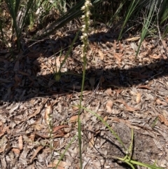 Prasophyllum australe at Vincentia, NSW - suppressed