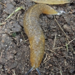 Limacus flavus (Yellow Cellar Slug) at Conder, ACT - 15 Nov 2021 by michaelb