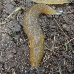 Limacus flavus (Yellow Cellar Slug) at Pollinator-friendly garden Conder - 15 Nov 2021 by michaelb