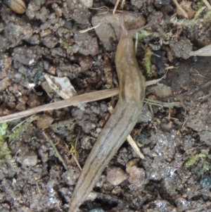 Ambigolimax sp. (valentius and waterstoni) at Conder, ACT - 15 Nov 2021