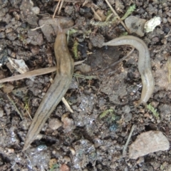 Ambigolimax sp. (valentius and waterstoni) at Conder, ACT - 15 Nov 2021 03:20 PM