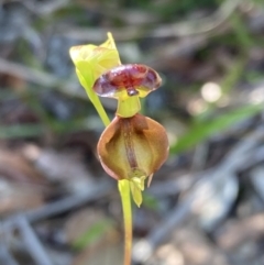 Caleana major (Large Duck Orchid) at Vincentia, NSW - 2 Dec 2021 by AnneG1