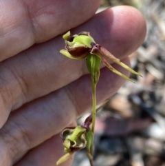 Caleana major at Vincentia, NSW - 2 Dec 2021