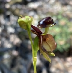 Caleana major at Vincentia, NSW - 2 Dec 2021