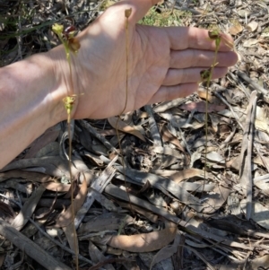 Caleana major at Vincentia, NSW - 2 Dec 2021