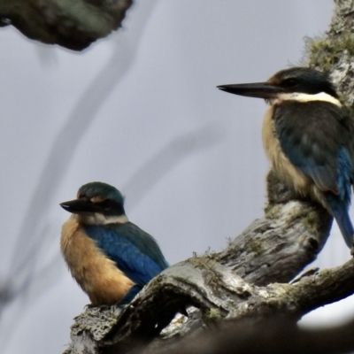 Todiramphus sanctus (Sacred Kingfisher) at Bundanoon, NSW - 28 Nov 2021 by GlossyGal