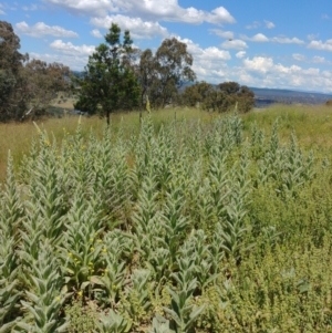 Verbascum thapsus subsp. thapsus at Hackett, ACT - 2 Dec 2021