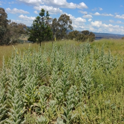 Verbascum thapsus subsp. thapsus (Great Mullein, Aaron's Rod) at Mount Majura - 2 Dec 2021 by Avery