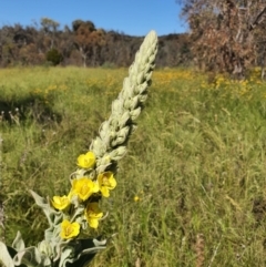 Verbascum thapsus subsp. thapsus (Great Mullein, Aaron's Rod) at Mount Ainslie - 2 Dec 2021 by Helberth