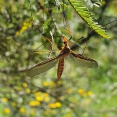 Leptotarsus (Macromastix) costalis (Common Brown Crane Fly) at Pialligo, ACT - 3 Dec 2021 by Helberth