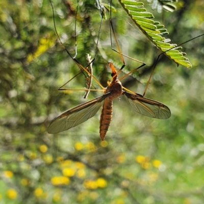 Leptotarsus (Macromastix) costalis (Common Brown Crane Fly) at Pialligo, ACT - 3 Dec 2021 by Helberth