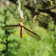 Leptotarsus (Macromastix) costalis at Pialligo, ACT - 3 Dec 2021