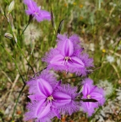 Thysanotus tuberosus (Common Fringe-lily) at Pialligo, ACT - 2 Dec 2021 by Helberth