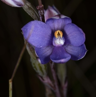 Thelymitra sp. (A Sun Orchid) at Boro, NSW - 9 Nov 2021 by DerekC