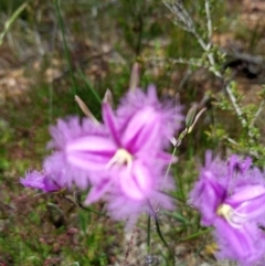 Thysanotus tuberosus (Common Fringe-lily) at Corang, NSW - 3 Dec 2021 by LeonieWood