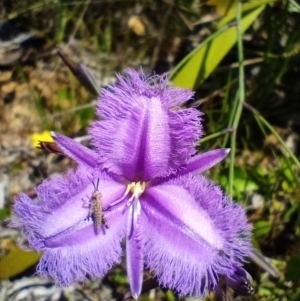 Thysanotus tuberosus at Corang, NSW - 3 Dec 2021