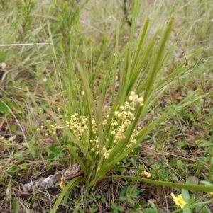 Lomandra filiformis subsp. coriacea at Corang, NSW - 3 Dec 2021