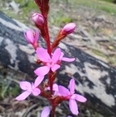 Stylidium (genus) (Trigger Plant) at Corang, NSW - 3 Dec 2021 by LeonieWood