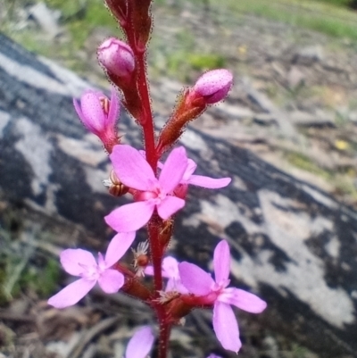 Stylidium (genus) (Trigger Plant) at Corang, NSW - 3 Dec 2021 by LeonieWood