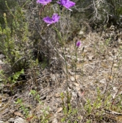 Thysanotus tuberosus (Common Fringe-lily) at Mount Taylor - 3 Dec 2021 by pamcooke