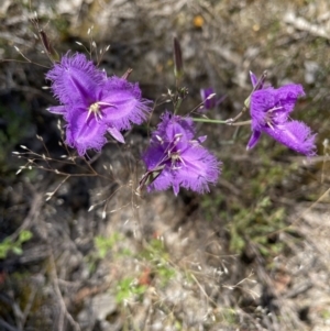 Thysanotus tuberosus at Fisher, ACT - 3 Dec 2021 11:49 AM