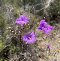 Thysanotus tuberosus at Fisher, ACT - 3 Dec 2021 11:49 AM