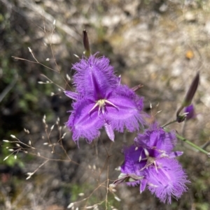 Thysanotus tuberosus at Fisher, ACT - 3 Dec 2021 11:49 AM