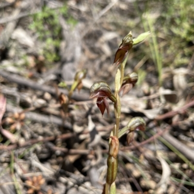 Oligochaetochilus squamatus (Southern Rustyhood) at Mount Taylor - 3 Dec 2021 by pamcooke