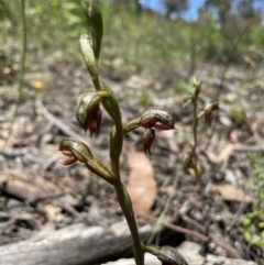 Oligochaetochilus squamatus at Fisher, ACT - 3 Dec 2021