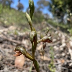 Oligochaetochilus squamatus at Fisher, ACT - 3 Dec 2021