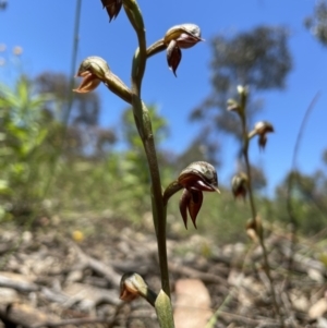 Oligochaetochilus squamatus at Fisher, ACT - 3 Dec 2021