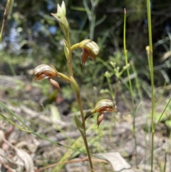 Oligochaetochilus squamatus at Fisher, ACT - 3 Dec 2021