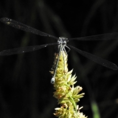 Austroargiolestes icteromelas (Common Flatwing) at Bullen Range - 2 Dec 2021 by JohnBundock