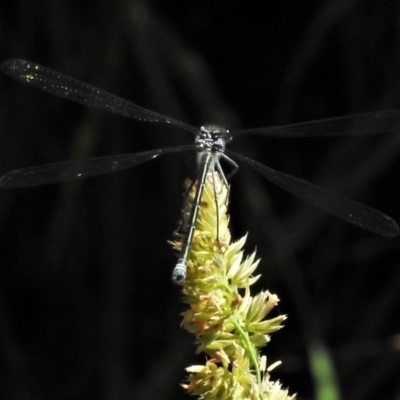 Austroargiolestes icteromelas (Common Flatwing) at Paddys River, ACT - 2 Dec 2021 by JohnBundock