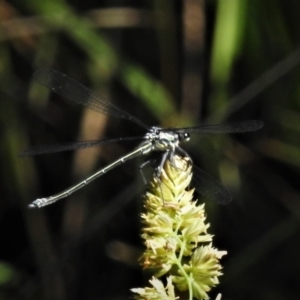 Austroargiolestes icteromelas at Paddys River, ACT - 3 Dec 2021