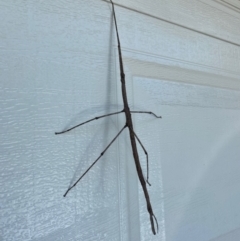 Phasmatodea (order) (Unidentified stick insect) at Wingecarribee Local Government Area - 2 Dec 2021 by JanetMW