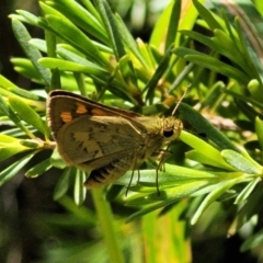 Ocybadistes walkeri (Green Grass-dart) at Lyneham, ACT - 3 Dec 2021 by tpreston