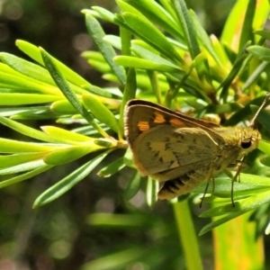 Ocybadistes walkeri at Lyneham, ACT - 3 Dec 2021