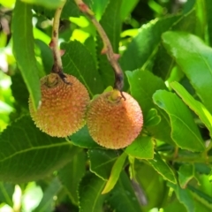 Arbutus unedo (Strawberry Tree) at Lyneham, ACT - 3 Dec 2021 by trevorpreston