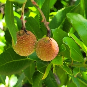 Arbutus unedo at Lyneham, ACT - 3 Dec 2021