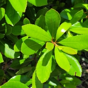 Arbutus unedo at Lyneham, ACT - 3 Dec 2021