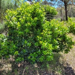 Arbutus unedo at Lyneham, ACT - 3 Dec 2021