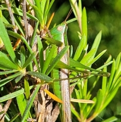 Conocephalus semivittatus (Meadow katydid) at Lyneham, ACT - 3 Dec 2021 by trevorpreston