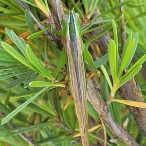 Conocephalus semivittatus at Lyneham, ACT - 3 Dec 2021