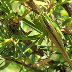 Conocephalus semivittatus at Lyneham, ACT - 3 Dec 2021