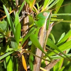 Conocephalus semivittatus at Lyneham, ACT - 3 Dec 2021